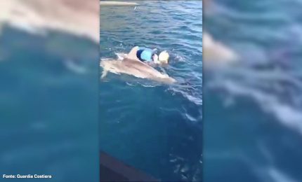 Salvato un cucciolo di delfino a Trapani, le immagini