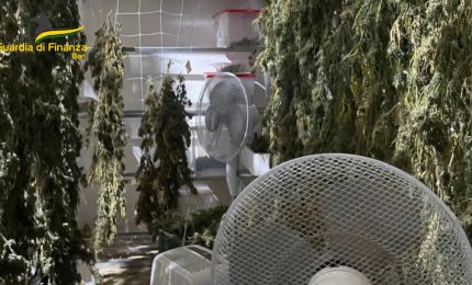 Sequestrati a Bari 610 chili di marijuana, due indagati