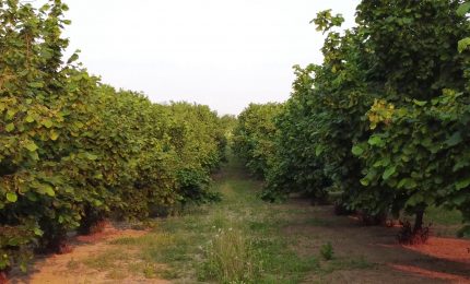 In calo le superfici agricole coltivate a ortofrutta