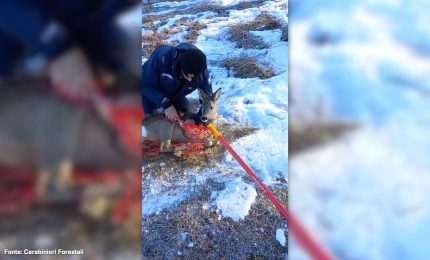 Un capriolo finisce nella rete di una pista da sci, le immagini