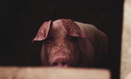 Legambiente, strada in salita per la tutela degli animali in Italia