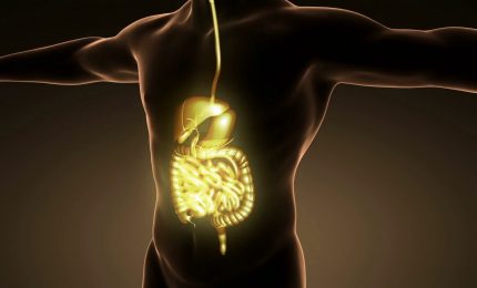 Sistema nervoso autonomo, l'interfaccia tra corpo e cervello