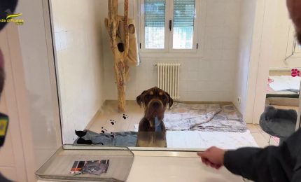 Rimini, scoperto allevamento di cani sconosciuto al fisco