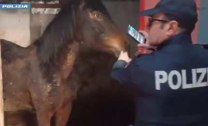 In salvo cavalla pronta per la macellazione, una denuncia a Catania