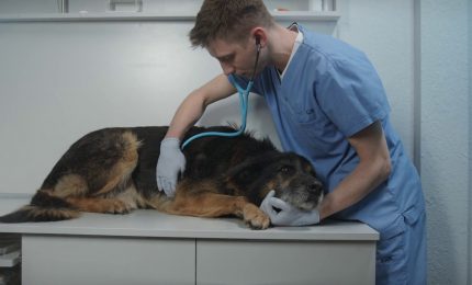 A Palermo un convegno sul welfare degli animali d'affezione