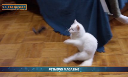 PetNews Magazine - 18/3/2025