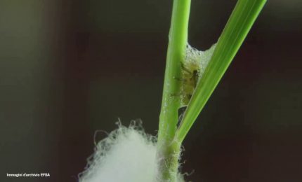 Efsa, sempre pi&ugrave; piante colpite da Xylella