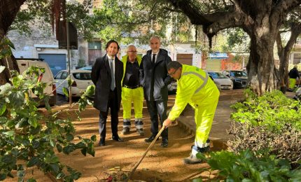 Rimossa carcassa animale a Palermo, Ferrandelli &ldquo;Serve un cimitero&rdquo;