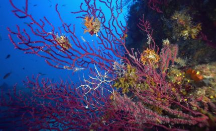 Marevivo, al via la campagna &ldquo;MedCoral Guardians&rdquo;