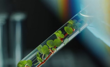 Le microplastiche penetrano con facilit&agrave; nelle foglie