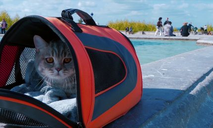 Viaggi in aereo, diventa pi&ugrave; facile portare gli animali in cabina