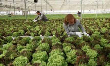 Agroalimentare, performance economica stabile nel IV trimestre 2024