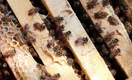 Appello di Greenpeace per salvare le api dai pesticidi