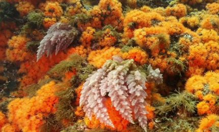 Operazione "GhostNets", rimosse 3 tonnellate di reti fantasma