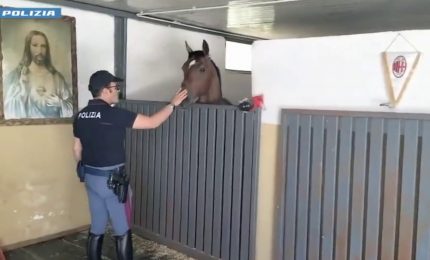 Cavallo in spazi non idonei, a Catania sanzionato gestore stalla