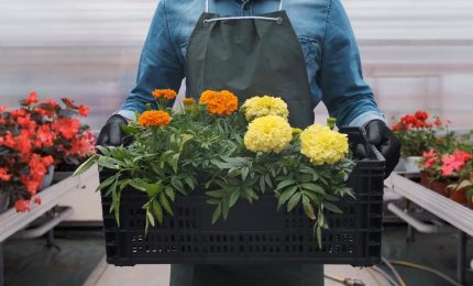 Il mercato UK riapre alle piante ornamentali italiane