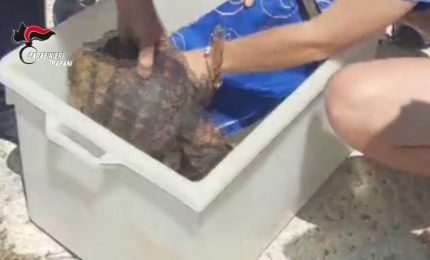 I Carabinieri salvano 4 tartarughe Caretta Caretta a Favignana