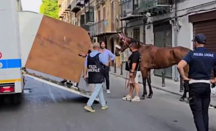 A Palermo cavallo stramazza a terra, multati conducente e proprietario