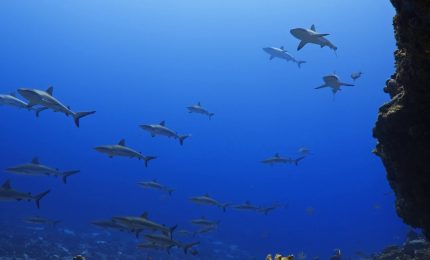 Nasce la prima mappa globale degli spostamenti della megafauna