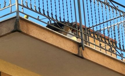 Palermo, intervento del Comune in tutela di un cane esposto al sole