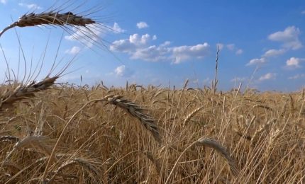 Granaio Italia, scatta l&rsquo;obbligo di registrare le giacenze di cereali