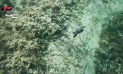 Tre tartarughe rilasciate in mare, erano state salvate dai Carabinieri