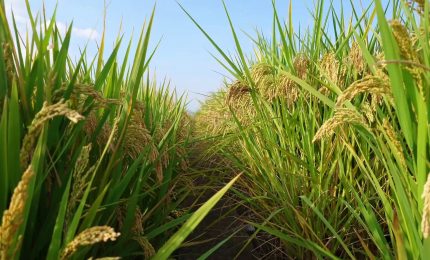 Agroalimentare, dall'Ue primo s&igrave; alla stretta sulle pratiche sleali