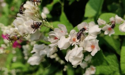 Biodiversit&agrave; a rischio, WWF: serve una legge sulle OECM entro il 2030