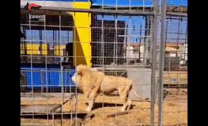 I Carabinieri sequestrano 2 leoni e 2 tigri in un circo di Brindisi