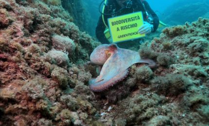 "Il mare in tasca", la guida per tutelare il Mediterraneo