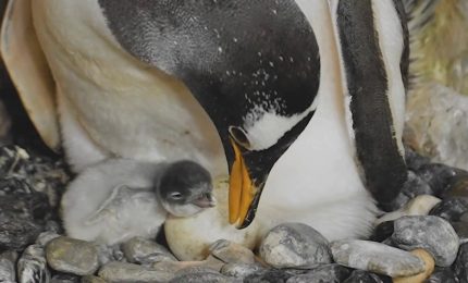 Acquario di Genova, nati tre pulcini di pinguino, le prime immagini