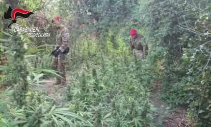 Scoperta piantagione di marijuana, in manette due reggini