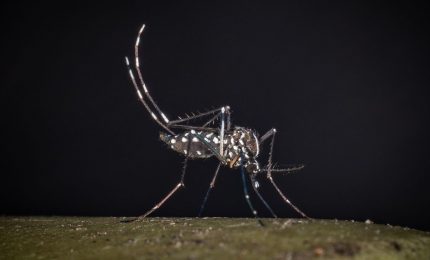 West Nile, il Policlinico di Palermo &ldquo;Le analisi non confermano il caso di infezione&rdquo;