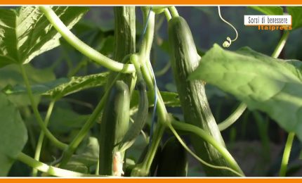 Sorsi di Benessere - Il cetriolo &egrave; poco digeribile? Ecco perch&eacute;