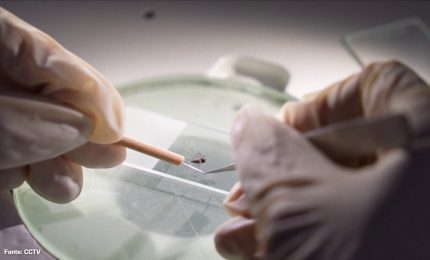 La Cina ora teme l'epidemia di Chikingunya causata dalle zanzare