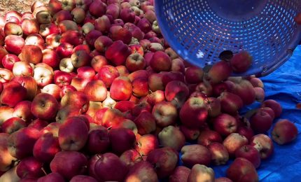 Agricoltura, l&rsquo;Italia conquista la leadership in Europa