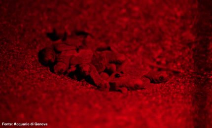 Nate a Sestri Levante le prime tartarughe Caretta caretta, le immagini