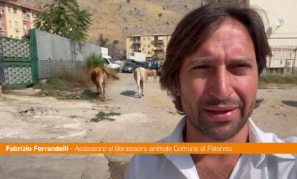 Scoperto pascolo abusivo a Palermo, mucche a spasso al Borgo Nuovo