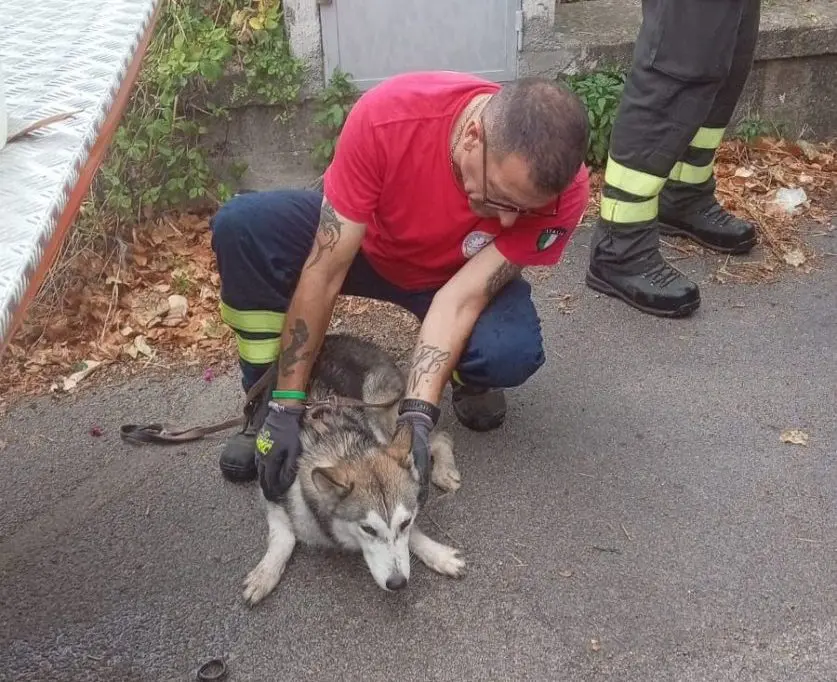 Cane lanciato dal viadotto Palermo-Sciacca, Ferrandelli &ldquo;Ennesima crudelt&agrave;&rdquo;