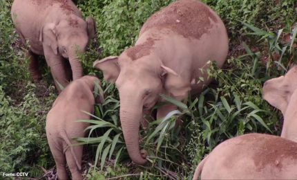 Aumentano gli elefanti selvatici in Cina