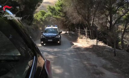 Danno fuoco a cavi di rame in un bosco nel palermitano, due arresti