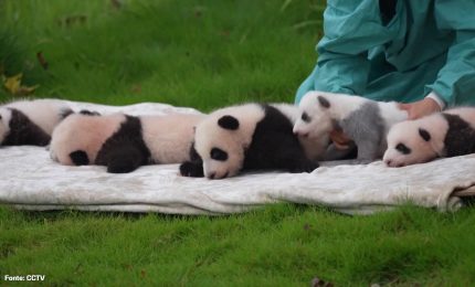 Cina, prima apparizione in pubblico per un gruppo di cuccioli di panda