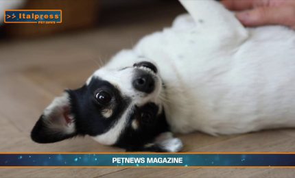 PetNews Magazine - 4/8/2025
