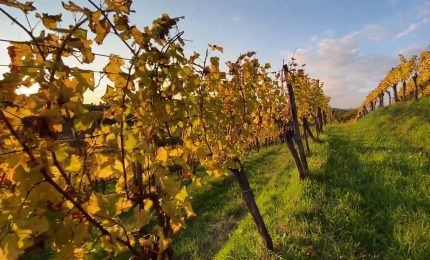 Vendemmia 2025 in anticipo, ma le previsioni sono ottime