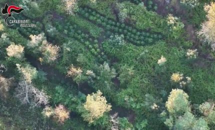 Scoperta maxi piantagione di marijuana nell'Aspromonte reggino