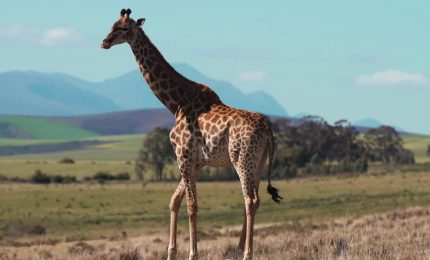 Imprese, a Milano l'Africa Italia Summit