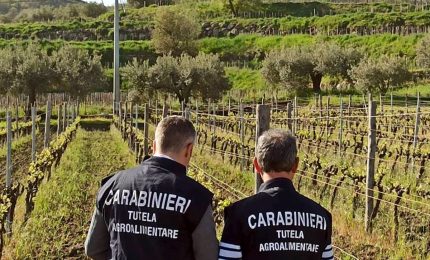 Societ&agrave; tedesca vendeva falso &ldquo;Zibibbo di Pantelleria&rdquo;, sequestrati 5 mila litri di vino