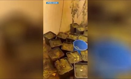 Una serra in pieno centro a Palermo, sequestrati 20 chili di marijuana