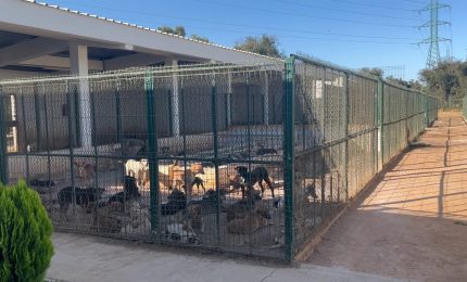 Cliniche veterinarie e app, cos&igrave; il Marocco affronta il randagismo