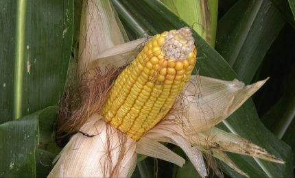 Con Preceon&ndash;Smart Corn System il futuro del mais si sviluppa in Italia